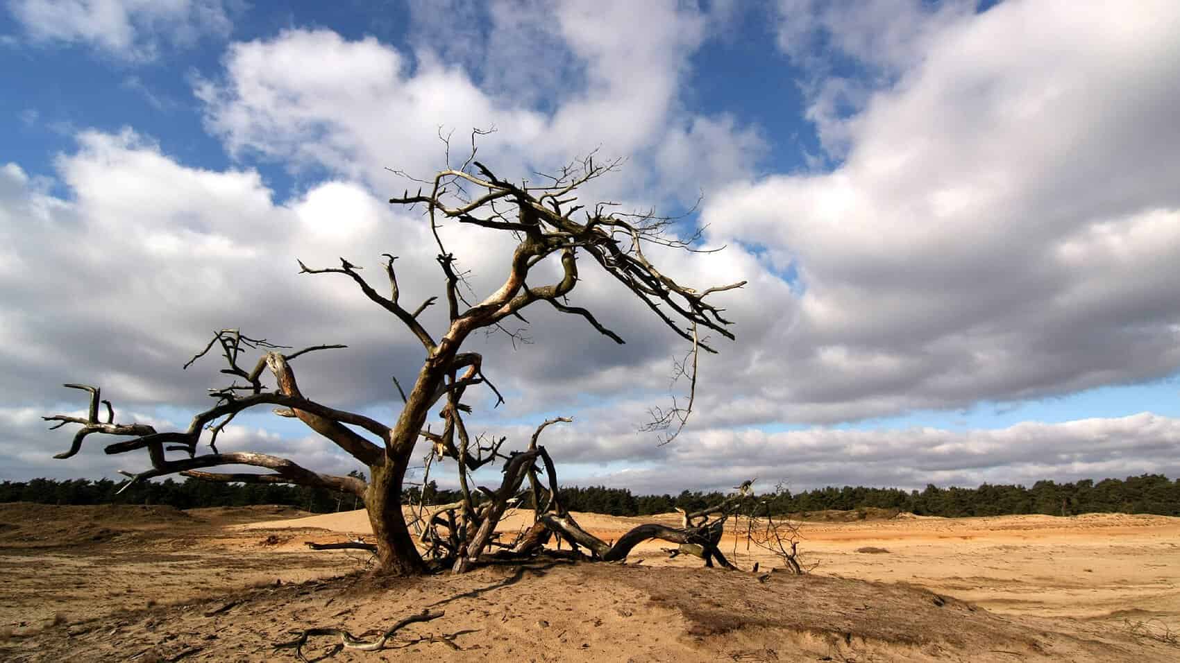 Nationaal Park De Hoge Veluwe