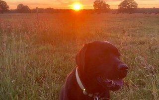 Vakantie met hond camping hondencamping